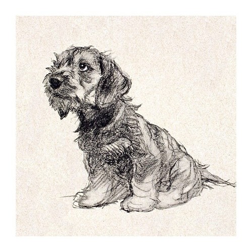 Beautiful puppy love dog - love,