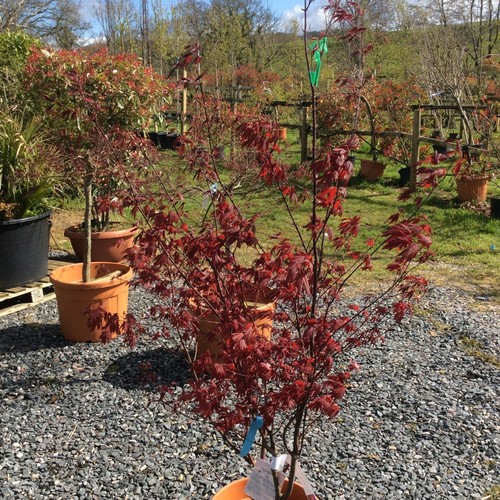 Acer palmatum bloodgood - acer,