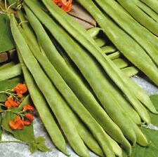 RUNNER BEAN  ‘Streamline‘ X 40 seeds - High Grade Vegetable Seed FREE Postage 