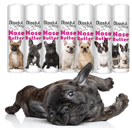 French bulldog blissful dog - bulldog,