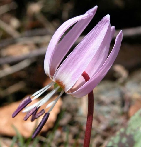 Erythronium dens canis - 3,