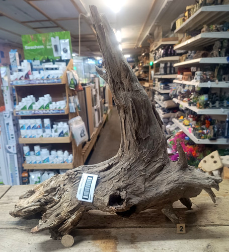 Large corbo root - corbo,