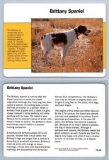 Brittany Spaniel #116.20 - Themes - Grolier Wildlife Adventure Card