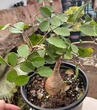 Rare Cyphostemma elephantopus Desc. WYSIWYG seedgrown Caudex