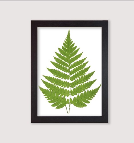 Framed botanical art print - art,
