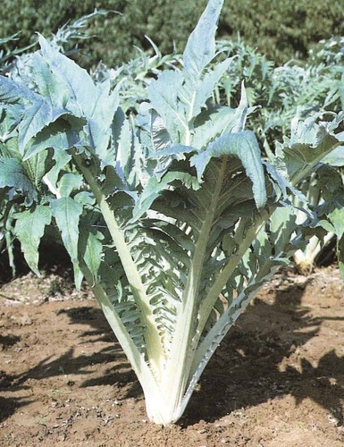 Cardoon bianco avorio plug - 4x,