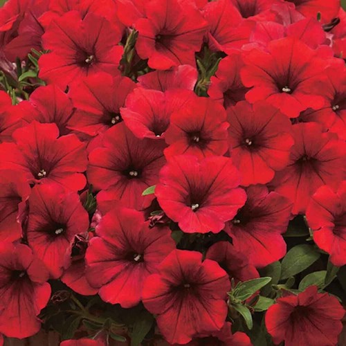 Trailing petunia surfinia - 6,
