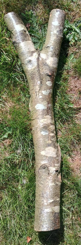 Silver birch log - with, natural