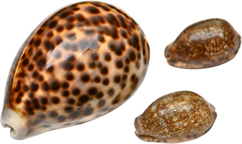 Tiger cowrie shell set - set, –