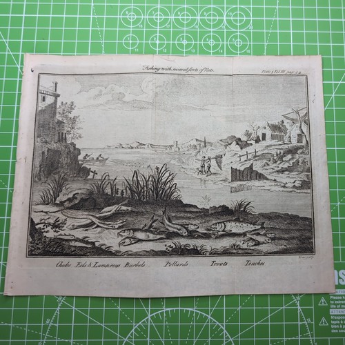 1776 antique engraving fish - antique, of
