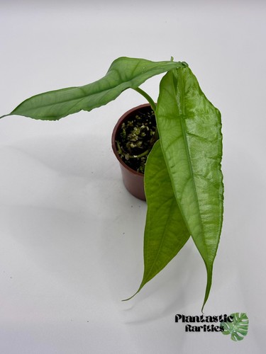 Alocasia heterophylla dragons - alocasia, (dragons