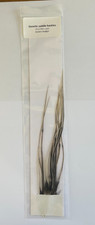 Genetic dry fly saddle cock