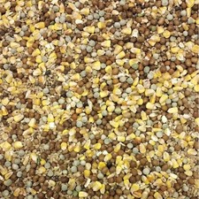 Pigeon mix bird - mix, seed