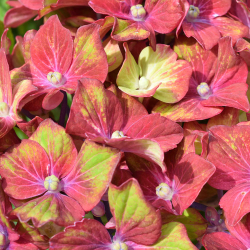 Hydrangea macrophylla glam - hydrangea,