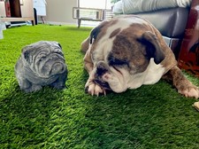 Small Concrete Bulldog Garden