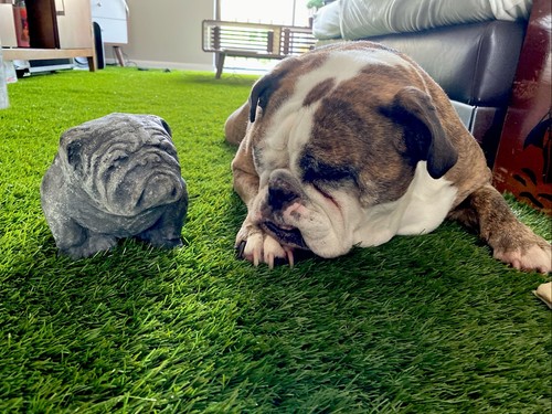 Small concrete bulldog - small, garden