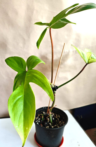 Philodendron florida ghost