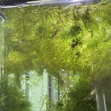 Hornwart (Ceratophyllum demersum) Fresh Water aquarium plant 10+grams