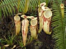5 seeds of NEPENTHES GLABRATA carnivorous plant seeds