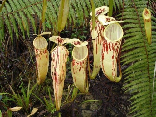 Seeds nepenthes glabrata - seeds,