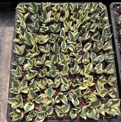 Agave titanota snaggletooth - agave, 'snaggletooth'