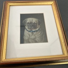 Pug  Dog Print Mounted In A Frame