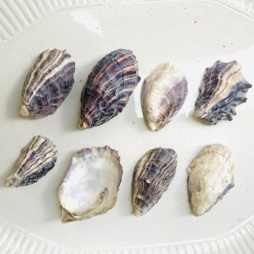 Small oyster bowls cups - oyster,