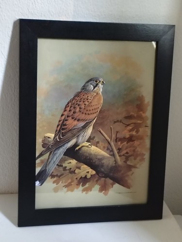 Framed colour print - framed,