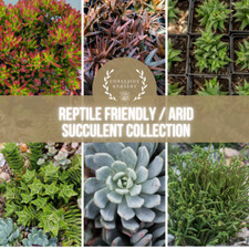 Reptile Friendly Succulent Collection for Desert Vivarium / Terrarium - UK Grown