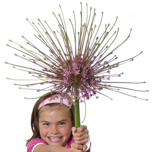 Giant allium schubertii - 3,