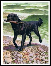 FLAT COATED RETRIEVER LOVELY
