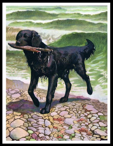 Flat coated retriever lovely - flat,