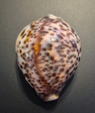 Large Cypraea Tigris Tiger