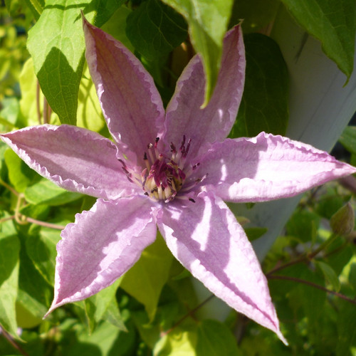 Clematis hagley hybrid hardy - hagley,