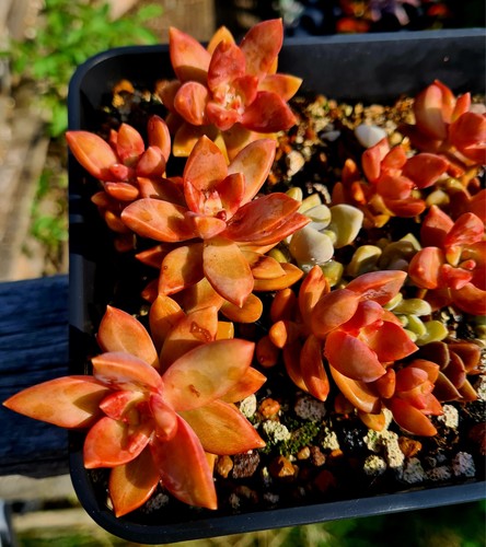 Graptosedum california sunset - graptosedum,