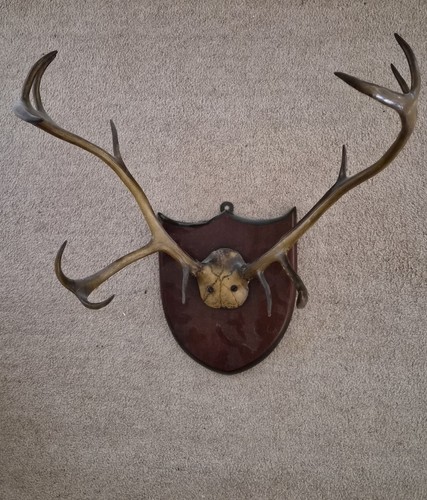 Antlers taxidermy horns - antlers,