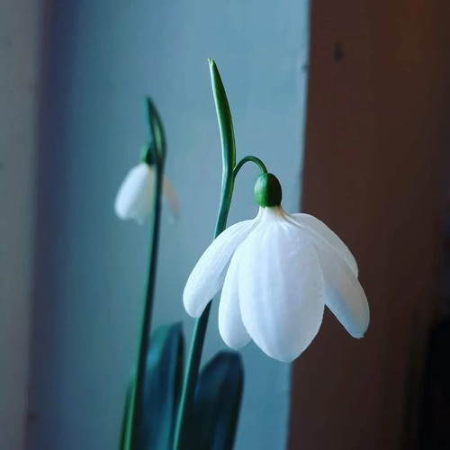 Galanthus bowles - galanthus, 'e.a.
