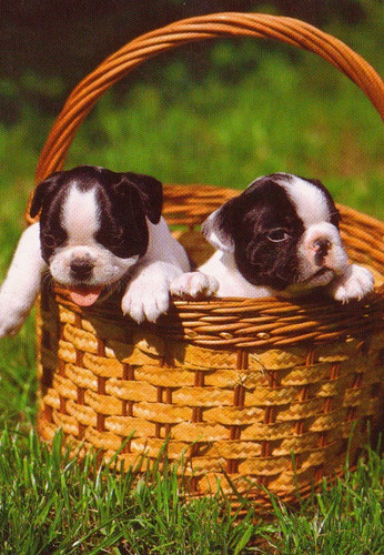 Boston terrier puppy postcard - puppy,