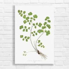 Antique Botanical Fern Canvas