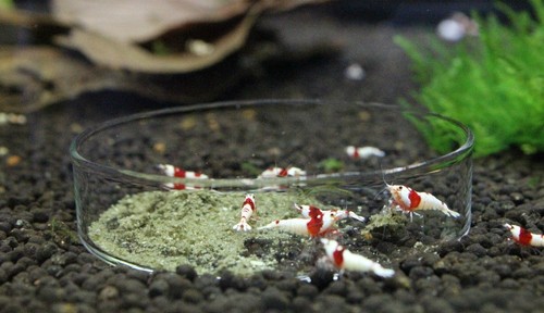 Glass shrimp and snails - and,