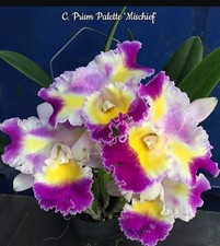 Last 2! Cattleya Prism Palette 'Mischief' Orchid Plant