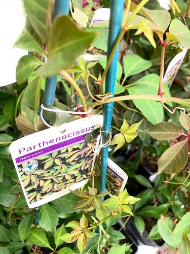 Virgina creeper plant 12cm - virgina, (12cm