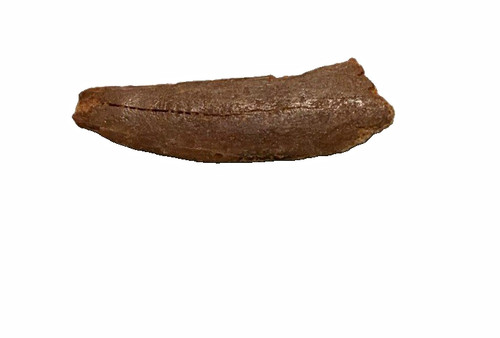 Cretaceous fossil sawfish - cretaceous, 2”