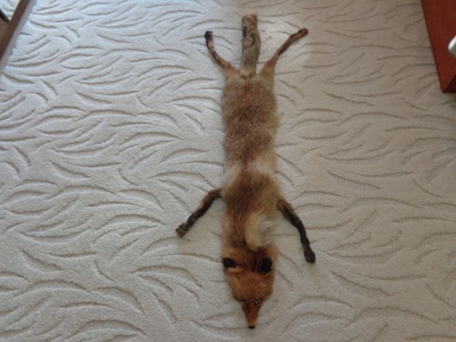 Vintage taxidermy fox hide - vintage,