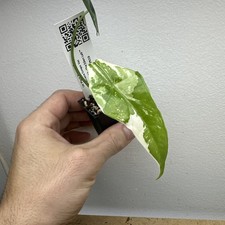 Alocasia Simpo variegata -