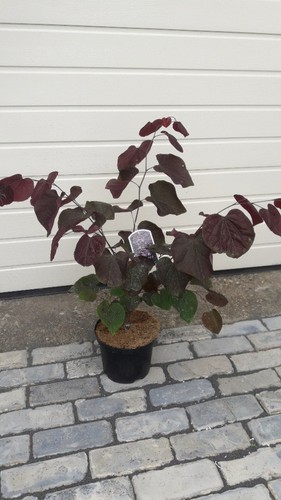 Cercis canandensis forest - cercis,