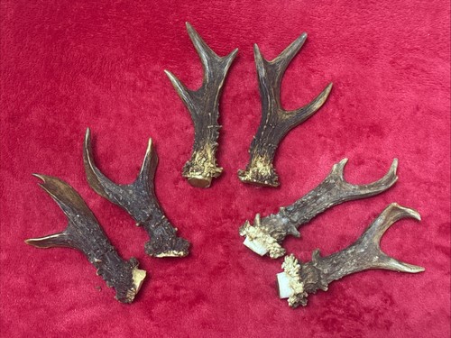 Pairs roe deer antlers - of,