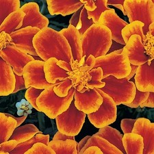 40 Marigold French Flame