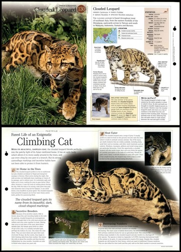 Clouded leopard 130 - clouded, mammals