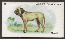 WILLS AUSTRALIAN-BEST DOGS OF THEIR BREED 1914 (S'TIES)-#37- MASTIFF